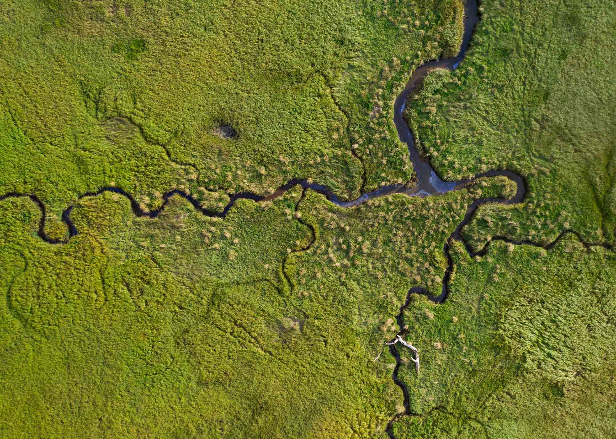 A vibrant green coastal marsh (in Oregon), with curving creeks joining and flowing towards the ocean.